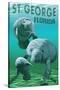 Manatees - St. George, Florida-Lantern Press-Stretched Canvas