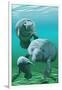 Manatees-Lantern Press-Framed Premium Giclee Print