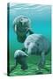 Manatees-Lantern Press-Stretched Canvas