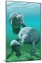 Manatees-Lantern Press-Mounted Art Print