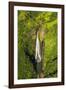 Manawaiopuna Falls (aerial) also known as Jurassic Park Falls, Hanapepe Valley, Kauai, Hawaii, USA.-Russ Bishop-Framed Photographic Print