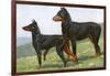 Manchester Terrier and Dobermann Pinscher-null-Framed Art Print