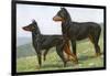 Manchester Terrier and Dobermann Pinscher-null-Framed Art Print