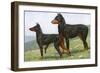 Manchester Terrier and Dobermann Pinscher-null-Framed Art Print