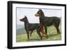 Manchester Terrier and Dobermann Pinscher-null-Framed Art Print