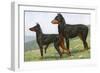 Manchester Terrier and Dobermann Pinscher-null-Framed Art Print