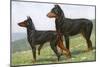 Manchester Terrier and Dobermann Pinscher-null-Mounted Art Print