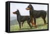 Manchester Terrier and Dobermann Pinscher-null-Framed Stretched Canvas