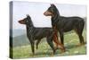 Manchester Terrier and Dobermann Pinscher-null-Stretched Canvas