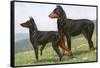 Manchester Terrier and Dobermann Pinscher-null-Framed Stretched Canvas