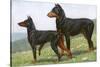 Manchester Terrier and Dobermann Pinscher-null-Stretched Canvas