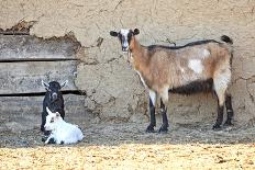 Goats-manchu-Laminated Photographic Print