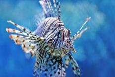 Lionfish-manchu-Framed Photographic Print