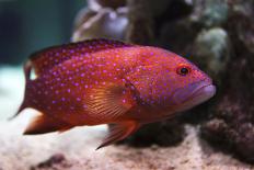 Red Grouper-manchu-Photographic Print