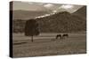 Mancos Morning-Barry Hart-Stretched Canvas