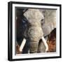 Mandala Elephant-Stellar Design Studio-Framed Art Print