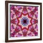 Mandala from Flowers-Alaya Gadeh-Framed Photographic Print