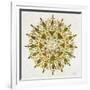 Mandala in Gold-Cat Coquillette-Framed Giclee Print