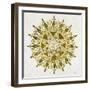 Mandala in Gold-Cat Coquillette-Framed Giclee Print