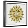 Mandala in Gold-Cat Coquillette-Framed Giclee Print