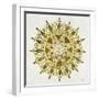 Mandala in Gold-Cat Coquillette-Framed Giclee Print