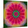 Mandala of Flower Photographies-Alaya Gadeh-Mounted Photographic Print