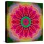 Mandala of Flower Photographies-Alaya Gadeh-Stretched Canvas