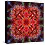 Mandala Ornament from Flower Photographs-Alaya Gadeh-Stretched Canvas