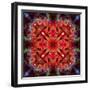 Mandala Ornament from Flower Photographs-Alaya Gadeh-Framed Photographic Print