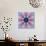 Mandala Ornament from Poeny Blossoms-Alaya Gadeh-Photographic Print displayed on a wall