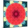 Mandala Ornament from Red Blooming Flowers, Conceptual Photographic Layer Work-Alaya Gadeh-Mounted Photographic Print