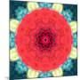 Mandala Ornament from Red Blooming Flowers, Conceptual Photographic Layer Work-Alaya Gadeh-Mounted Photographic Print