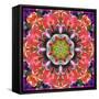 Mandala Ornament from Red Blooming Orchids, Conceptual Photographic Layer Work-Alaya Gadeh-Framed Stretched Canvas