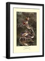 Mandarin and Carolina Ducks-Allan Brooks-Framed Art Print