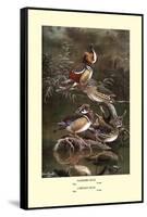 Mandarin and Carolina Ducks-Allan Brooks-Framed Stretched Canvas