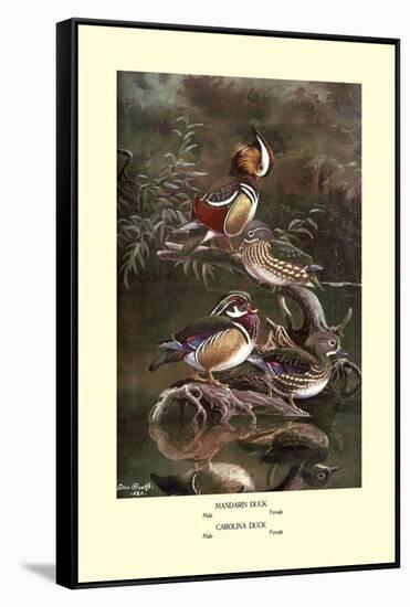 Mandarin and Carolina Ducks-Allan Brooks-Framed Stretched Canvas