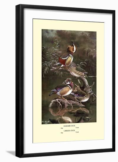 Mandarin and Carolina Ducks-Allan Brooks-Framed Art Print