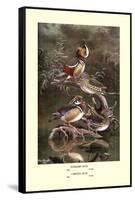 Mandarin and Carolina Ducks-Allan Brooks-Framed Stretched Canvas