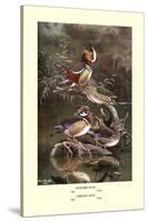 Mandarin and Carolina Ducks-Allan Brooks-Stretched Canvas