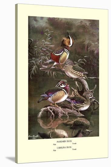 Mandarin and Carolina Ducks-Allan Brooks-Stretched Canvas