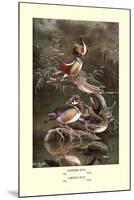 Mandarin and Carolina Ducks-Allan Brooks-Mounted Art Print