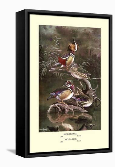 Mandarin and Carolina Ducks-Allan Brooks-Framed Stretched Canvas