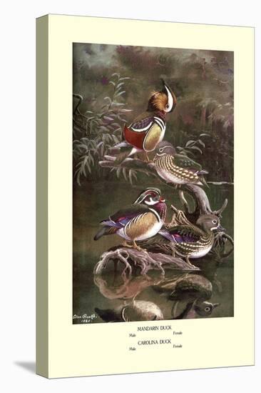 Mandarin and Carolina Ducks-Allan Brooks-Stretched Canvas