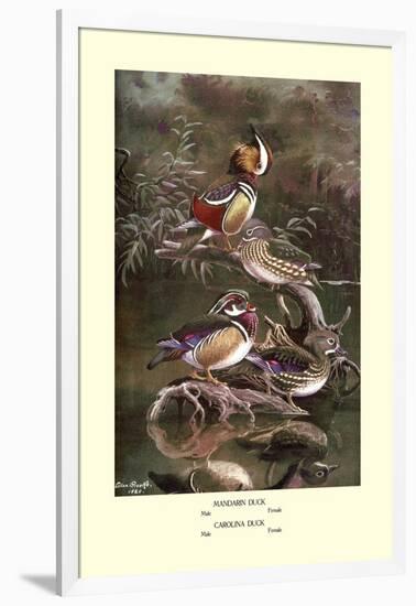 Mandarin and Carolina Ducks-Allan Brooks-Framed Art Print