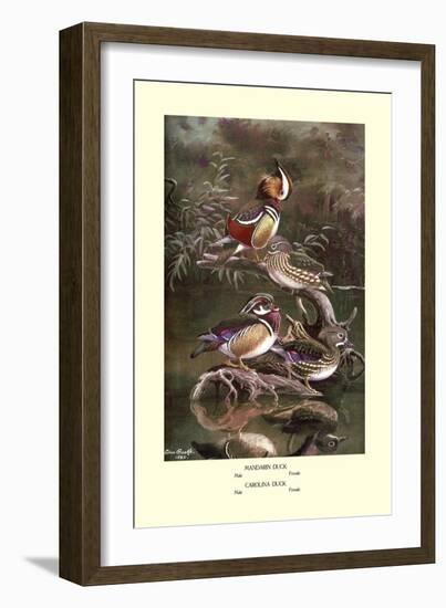 Mandarin and Carolina Ducks-Allan Brooks-Framed Art Print