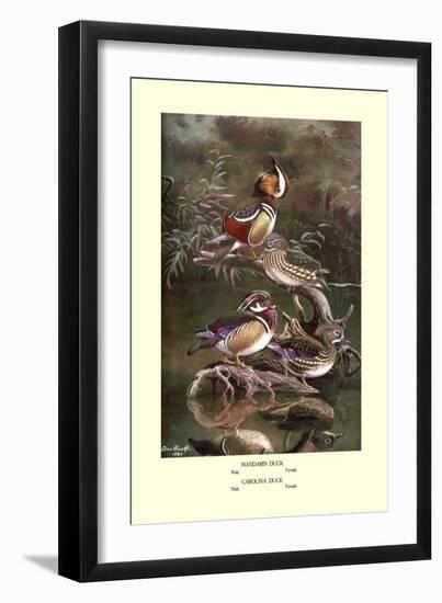 Mandarin and Carolina Ducks-Allan Brooks-Framed Art Print