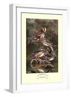 Mandarin and Carolina Ducks-Allan Brooks-Framed Art Print