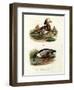 Mandarin Duck, 1864-null-Framed Premium Giclee Print