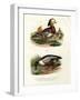 Mandarin Duck, 1864-null-Framed Giclee Print