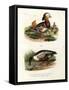 Mandarin Duck, 1864-null-Framed Stretched Canvas